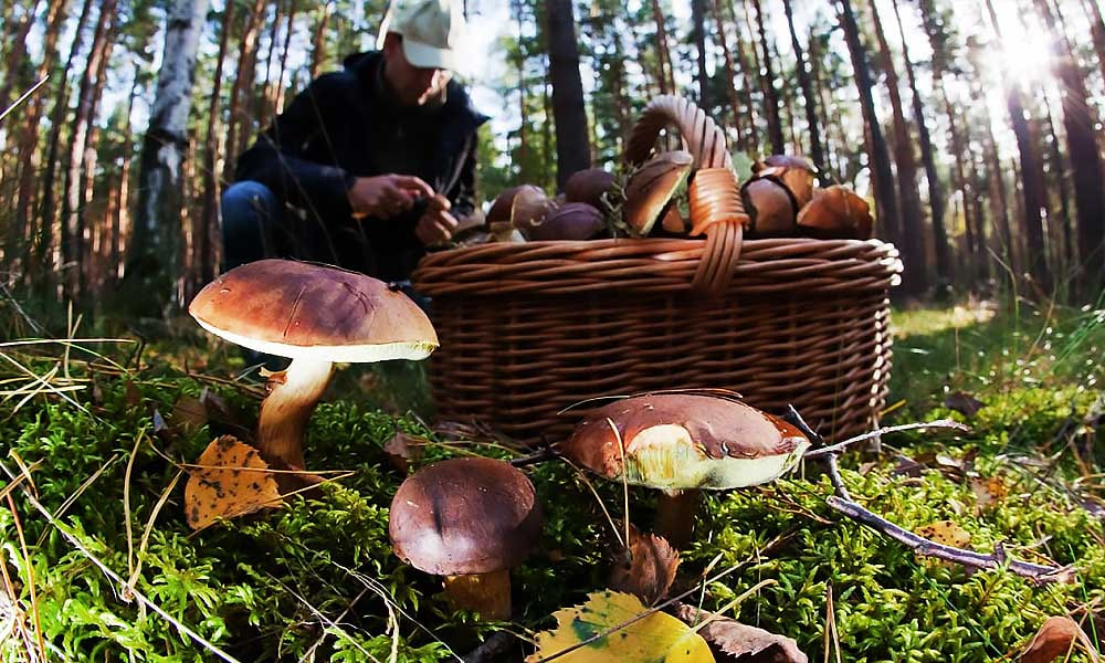 Где собирать грибы в окрестностях Бишкека: локации 2025 года