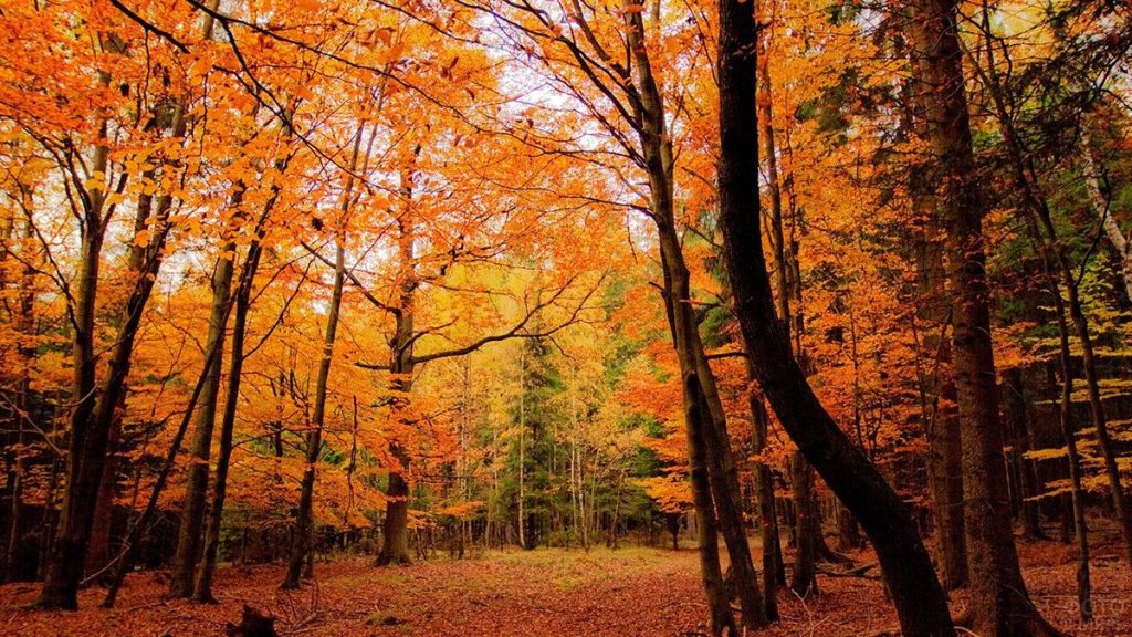 К чему снится природа: лес, горы, реки и море