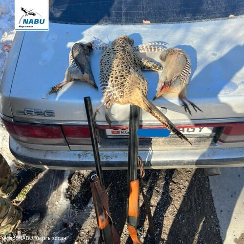 В Кемине оштрафовали браконьеров на 35 тысяч сомов