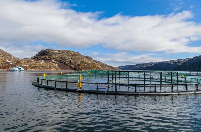 В Кыргызстане откроется Национальный центр развития аквакультуры и рыболовства Открытие Национального центра аквакультуры в 2026 году