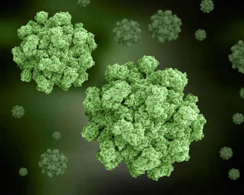 Как не заболеть норовирусом: симптомы и профилактика