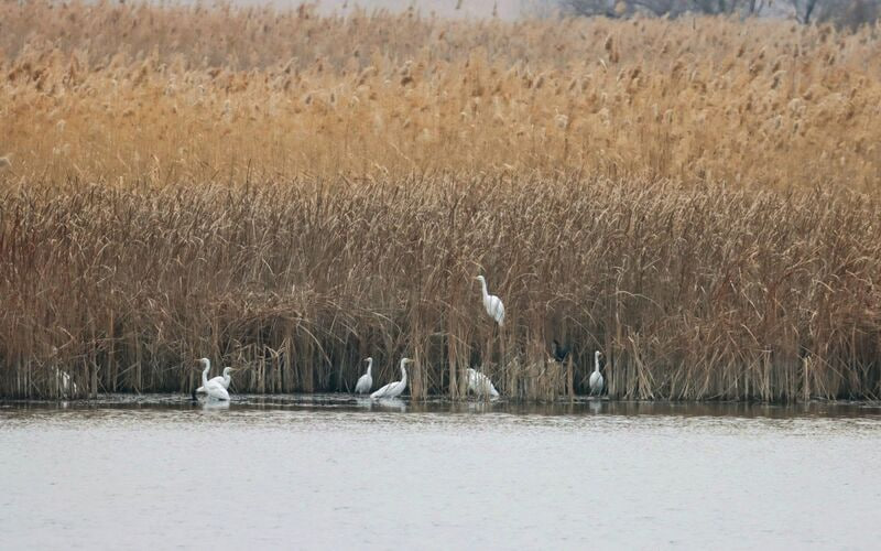 Орнитологи нашли редких птиц рядом с Бишкеком (фото)