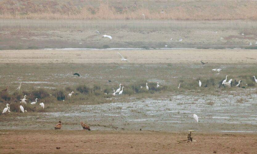 Орнитологи нашли редких птиц рядом с Бишкеком (фото)