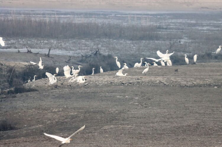 Орнитологи нашли редких птиц рядом с Бишкеком (фото)