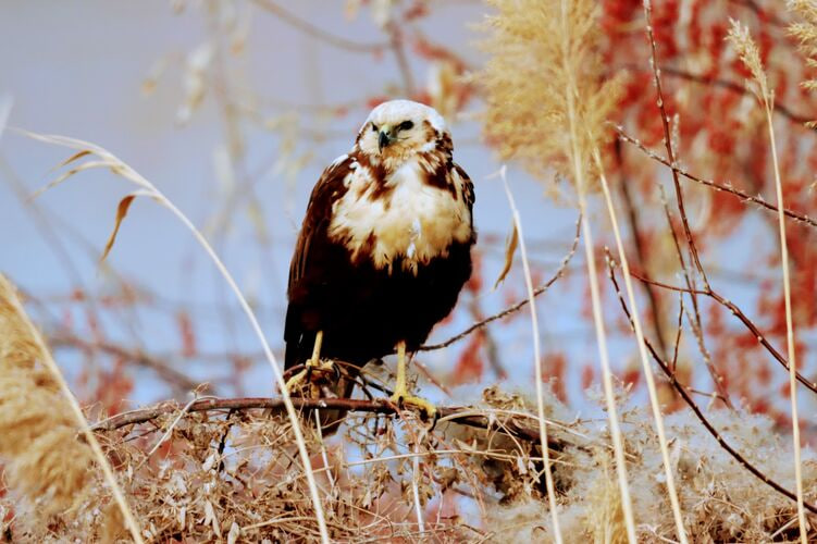 Уникальная орнитологическая зона под Бишкеком: орнитологи зафиксировали редких птиц (фото) Орнитологи нашли редких птиц рядом с Бишкеком (фото)
