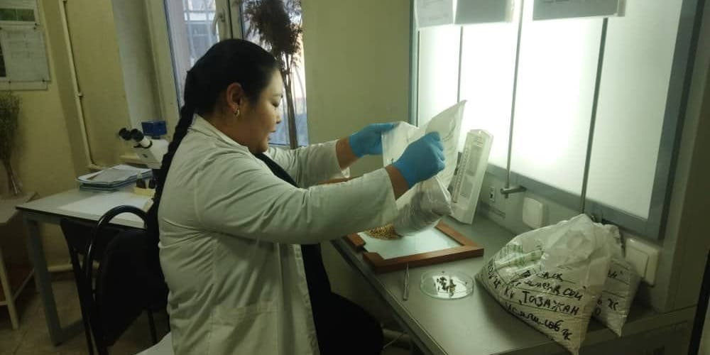 В Балыкчи построят лабораторию по карантину растений