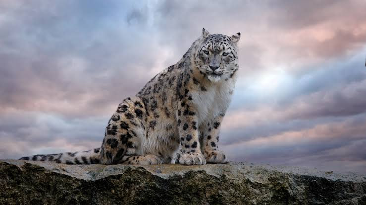 Снежный барс забрался во двор дома в Боролдое — хищника ловили спасатели В Боролдое снежный барс залез во двор жилого дома