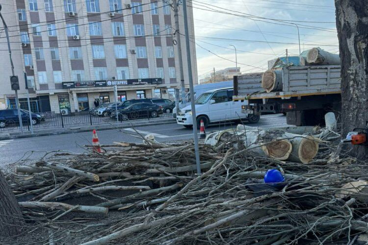 В Бишкеке у кафе Lale Doner спилили полувековой тополь