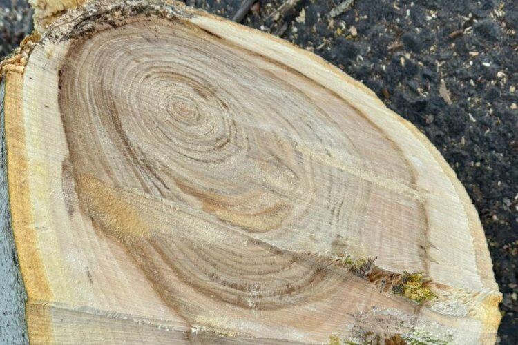 В Бишкеке у кафе Lale Doner спилили полувековой тополь