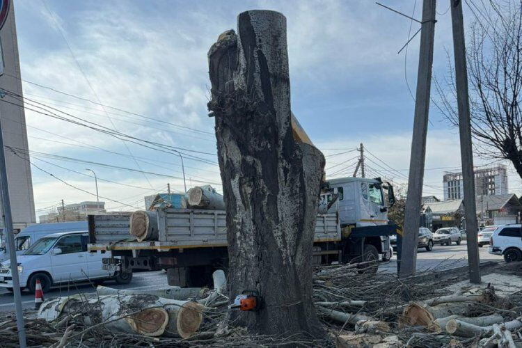 В Бишкеке возле кафе Lale Doner спилили полувековой тополь — жители связывают это с вывеской В Бишкеке у кафе Lale Doner спилили полувековой тополь