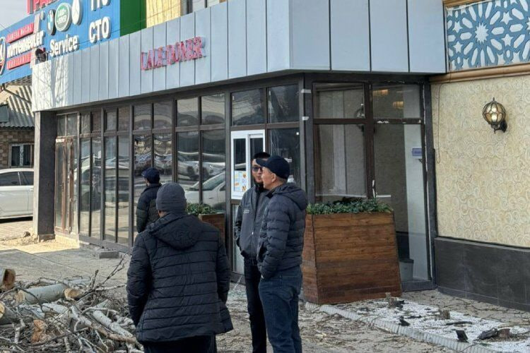 В Бишкеке у кафе Lale Doner спилили полувековой тополь