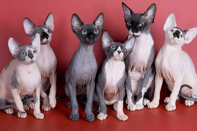 Почему в Нидерландах запретили вислоухих кошек и сфинксов