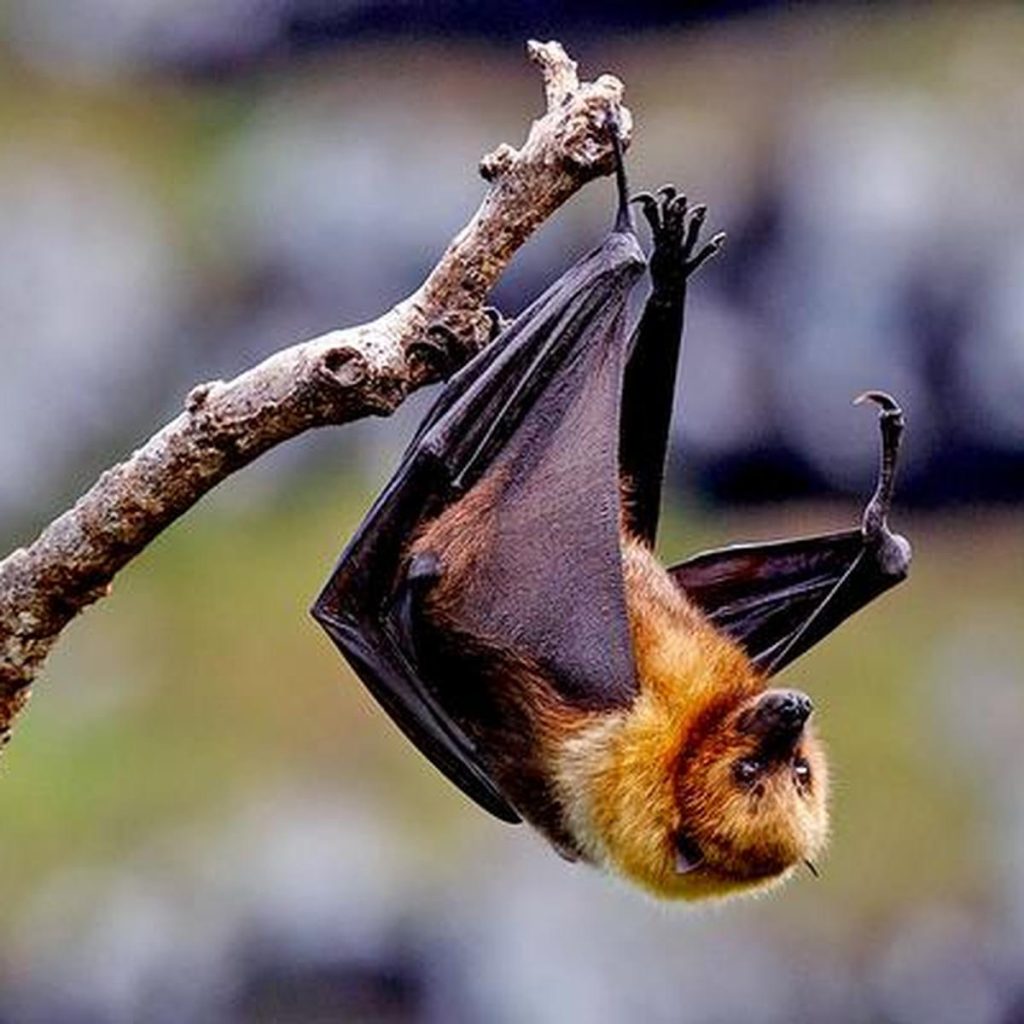 В Индии выявили вирус Nipah: симптомы и как передается