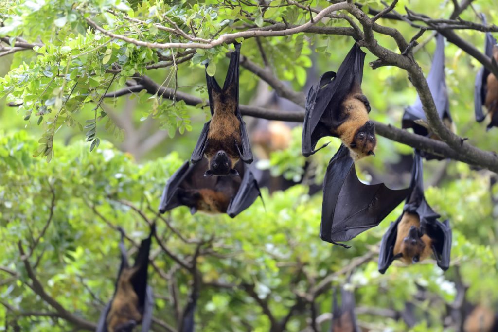 Минздрав отчитался про вирус Nipah в КР: что происходит