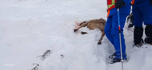 Мужчина под лавиной в Суусамыре: что известно на сейчас