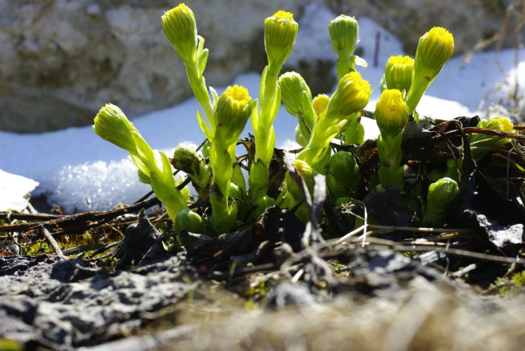 Пришла весна? Прогноз погоды в Бишкеке на начало недели 16-18 февраля 2026 Прогноз погоды в Бишкеке 16-18 февраля 2026: потепление