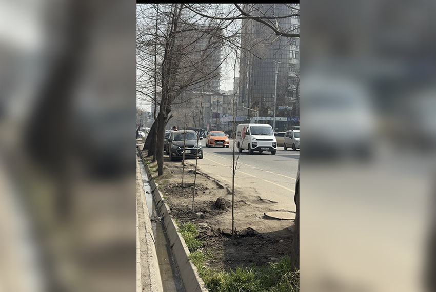 Наказание за парковку на саженцах: почему люди так делают