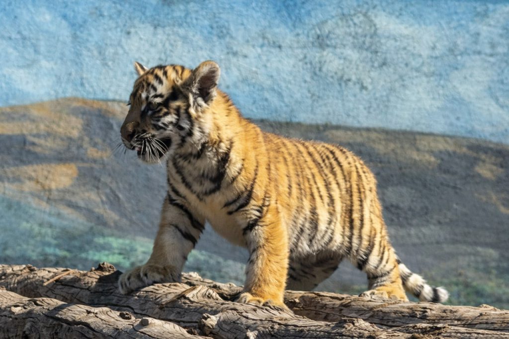 Алматинский зоопарк показал трех амурских тигрят (видео)